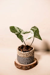 Syngonium albo variegata